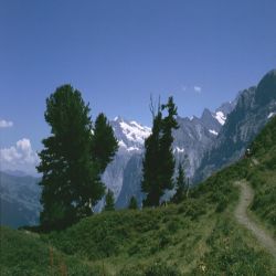 01Jungfrauregalpiglenmannlichen