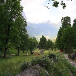 03Jungfraureggrindelwaldgrscheidegg