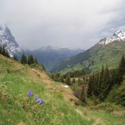 14Jungfraureggrindelwaldgrscheidegg