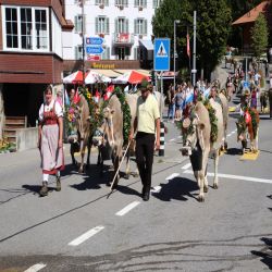 02Sustenpassinnertkirchenalpabzug