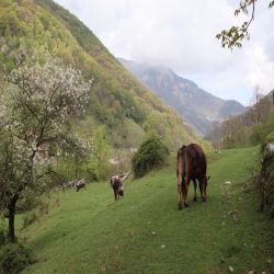 01Tessinvalmuggio