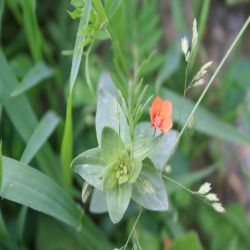 Acker-Gauchheil-Anagallis-arvensis