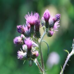 Acker-Kratzdistel-Cirsium-arvense