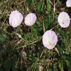 Acker-Winde-Convolvulus-arvensis