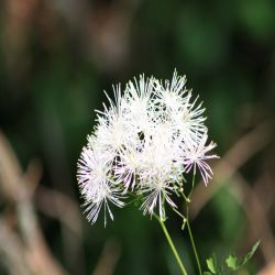 Akeleiblattrige-Wiesenraute-Thalictrum-aquilegifolium