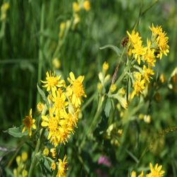 Alpen-Goldrute-Solidago-Minuta