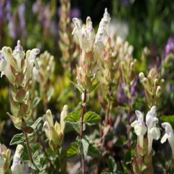 Alpen-Helmkraut-Scutellaria-alpina