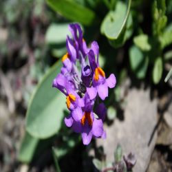 Alpen-Leinkraut-Linaria-alpina