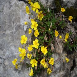 Alpen-Sonnen-Roschen-Helianthmum-Alpestre