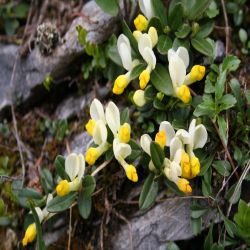 Alpen-Zwergbuchs-Polygala-chamaebuxus