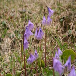 Alpenglockchen-Soldanella-alpina