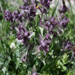 Alpenhelm-Bartschie-Bartsia-alpina