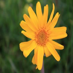 Arnika-Bergwohlverleih-Arnica-montana