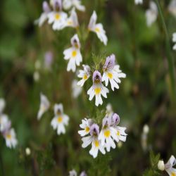 Augentrost-Euphrasia-officinalis