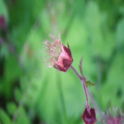 Bach-Nelkenwurz-Geum-rivale