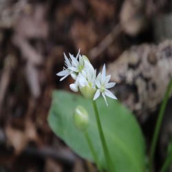 Bar-Lauch-Allium-ursinum