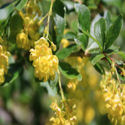 Berberitze-Sauerdorn-Berberis-vulgaris