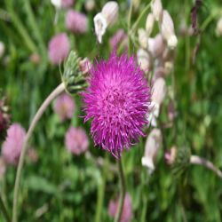 Berg-Distel-Carduus-defloratus