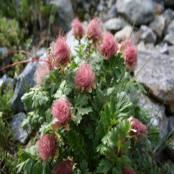 Berg-Nelkenwurz-Sieversia-montana