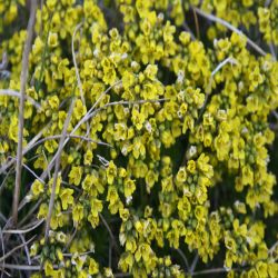 Berg-Steinkraut-Alyssum-montanum