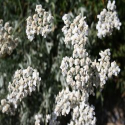 Bittere-Schafgarbe-Achillea-Clavenae