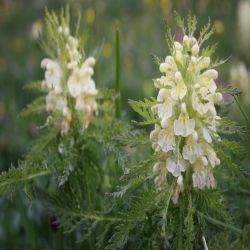 Blattreiches-Lusekraut-Pedicularis-foliosa