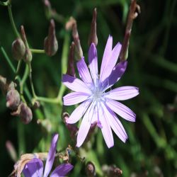 Blauer-Lattich-lactuca-perennis