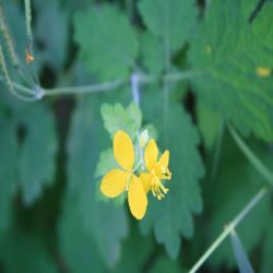 Blutwurz-Potentilla-erecta-Rusch