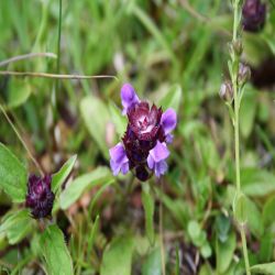 Braunelle-Prunella-vulgaris