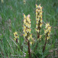 Buntes-Lausekraut-Pedicularis-oederi