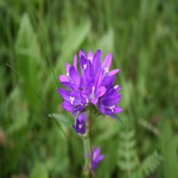 Buschel-Glockenblume-Campanula-glomerata