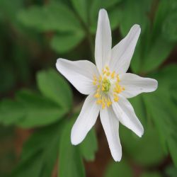 Buschwindroschen-Anemone-nemorosa