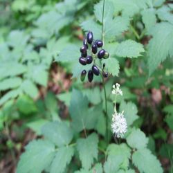 Christophskraut-Actaea-spicata