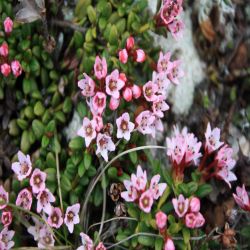 Dolomiten-Fingerkraut-Potentilla-nitida