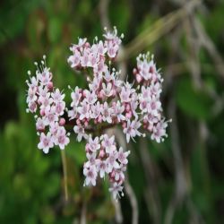 Dreiblatt-Baldrian-Valeriana-tripteris