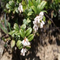 Echte-Barentraube-Arctostaphylos-uva-ursi