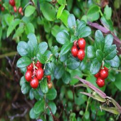 Echte-Barentraube-Arctostaphylos-uva-ursi2