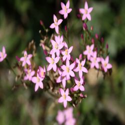 Echtes-Tausendguldenkraut-Centaurium-minus