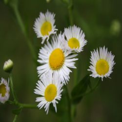 Einjahriges-Berufkraut-Erigeron-annuus