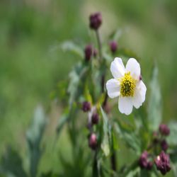 Eisenhutblattriger-Hahnenfuss-Ranunculus-aconitifolius