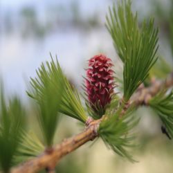 Europaische-Larche-Larix-decidua