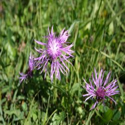 Federige-Flockenblume-Centaurea-nervosa