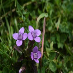 Feld-Enzian-Gentiana-campestris