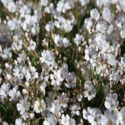 Felsen-Leimkraut-Silene-rupestris