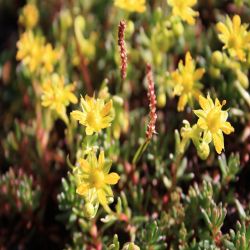 Felsen-Mauerpfeffer-Sedum-reflexum