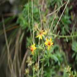 Fetthennen-Steinbrech-Saxifraga-mutata