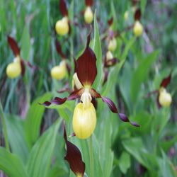 Frauenschuh-Cypripedium-calceolus