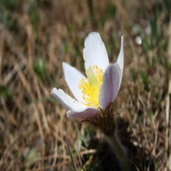 Fruhlings-Anemone-Pulsatilla-vernalis