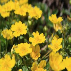 Fruhlings-Fingerkraut-Potentilla-tabernaemontani