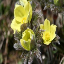 Fruhlings-kuhschelle-Pulsatilla-alpina-subsp.-apiifolia